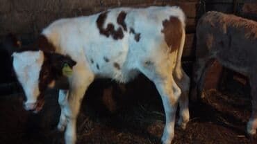 bal arsı: Salam simtal altında ikidənə əkiz balayana bir ərkəy bir dişi 3 aylığ — 6