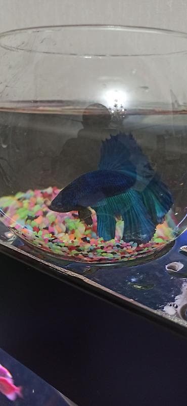 Betta (Petuşok balığı), Ünvandan götürmə