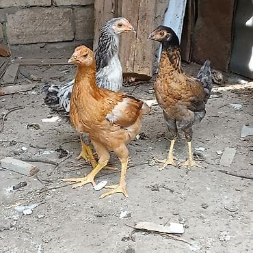 cins atlar: Məhsul: Yerli toyuqlar və cücələri.3 Ayliq Cucelerdi.Heyratidan — 2