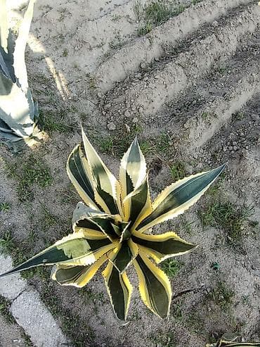 saxta yumurta: Aqava (Agave) dekorativ sukulent kolları satılır . müxtəlif ölçülərdə — 2