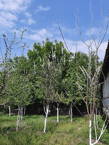 lehis baglari torpaq satilir: 12 sot, Tikinti, Mülkiyyətçi, Kupça (Çıxarış) — 6