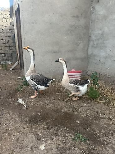 qusar heyvan satışı: Cütü 60 Manat Qaz. Yumurtaya Girəcəklər Yaxın Günlərdə. Ünvan Qala — 2