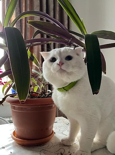 shotland pişiyi: Şotland yastı qulaq, Erkək — 2