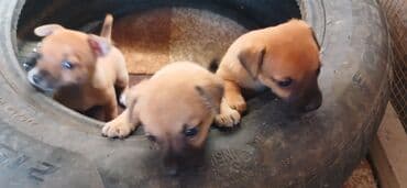 породистые собаки в добрые руки: 2 ay, Erkek, Sənədli, Ünvandan götürmə — 3