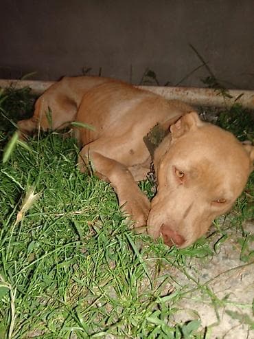 Pitbul, 1 il, Dişi, Peyvəndli, Ünvandan götürmə