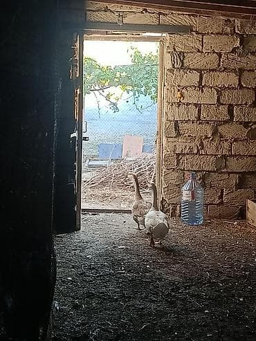 bala tutuquşu: Satılır 4 ədəd qaz. 2 1 yas yumurtar dişi erkey 2 5 ayliq hemin ana — 1