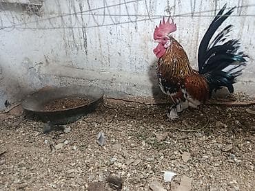 Salam yaponka fərəsi ilə barter olunur baxır təklifə — 1