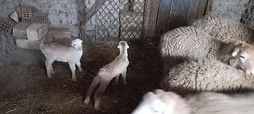 3 baş balalı toğlu birinci qarına erkək balalıdı hamısı . tək olan isə