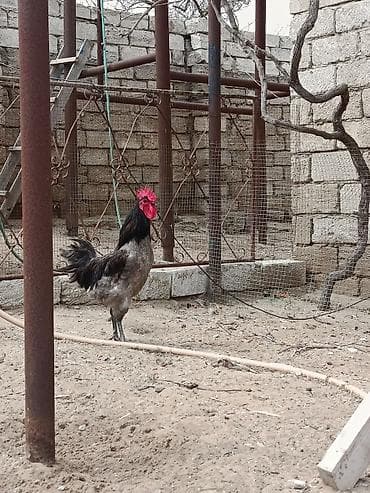 cütləş: Satılır:11 aylıq alman cinsi olan boz astralop xoruzu,ünvan Mərdəkan — 2