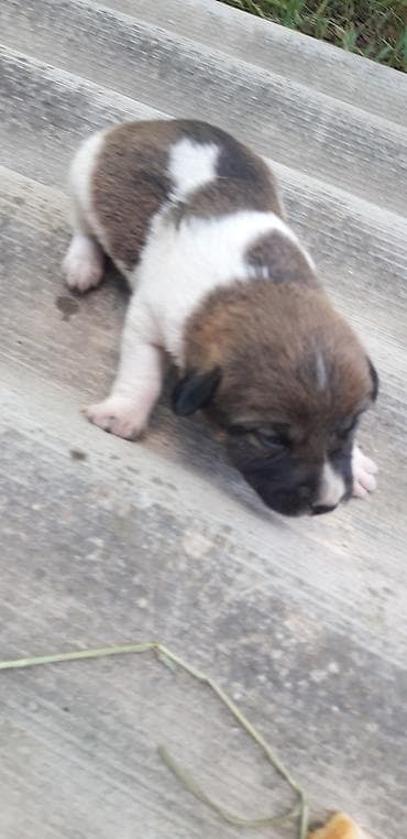 pitbul gence: Balaca zvanok (zəngoq) balaları satılır. - Yaş: 1 aylıq - Qurd — 8