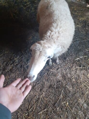 beyleqan sortu qoyun: 3 qarndı ciddi şəxslər razlaşmaq olar zəngin vurun — 3