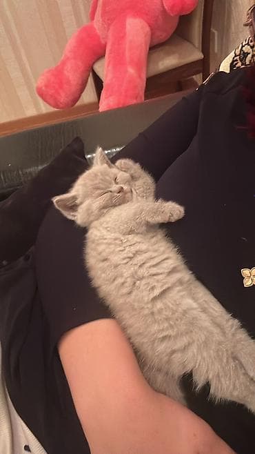 pişim: Boz tüklü balaca pişik balası - Cinsə bənzər görünüş: qısa tüklü, sıx — 7