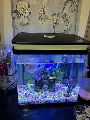 Akvaryum komplekti – LED işıqlı qapaqlı - Şüşə akvaryum, təxminən