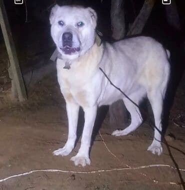 it bazari 2019: Diwi deyerinnen qat qat ucuz tecili satilir. cavandi kurseyine az — 1