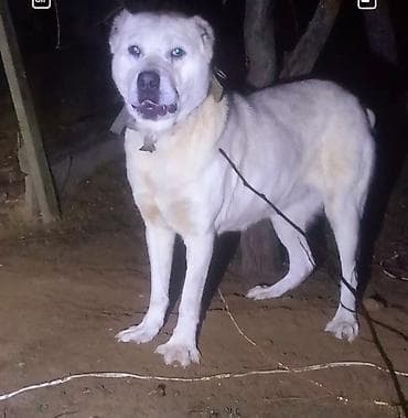 Pişiklər: Alabay, Peyvəndli — 1