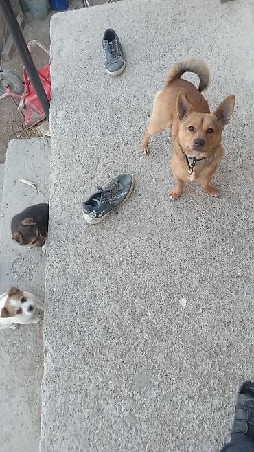 heyvan: . etrafli melumat uccun zeng edin — 4