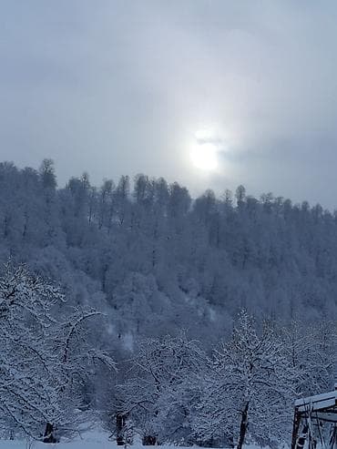 meşə torpağı: Tikinti — 1