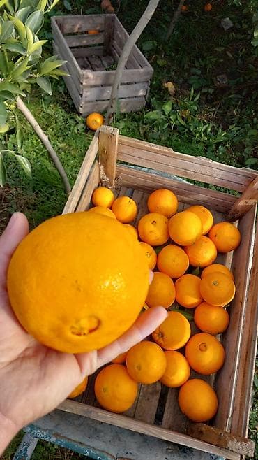 Məhsul: Portağal (təzə yığılmış, ağacdan) qiyymeti 2 azn unvan hezi lalafo.az -da Məhsul: Portağal (təzə yığılmış, ağacdan) qiyymeti 2 azn unvan hezi