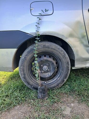 Efkalif mandari peyxo ağaclar satişad müxtəlif hündürlüklərdə lalafo.az -da Efkalif mandari peyxo ağaclar satişad müxtəlif hündürlüklərdə