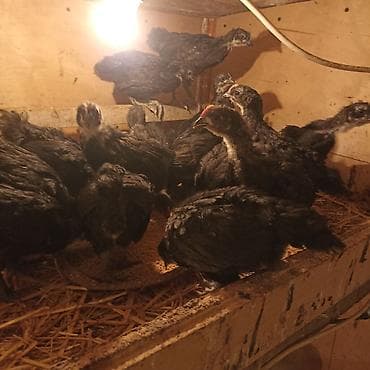 Toyuq cücələri, Ətlik — 5