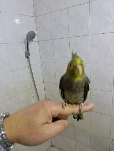 Птицы: Başlıq: 🌟 TAM ƏL QUŞU – Mehriban və Dişləməyən Dişi Korella ​Təsvir — 1