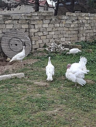 Erkək, Damazlıq lalafo.az -da Erkək, Damazlıq