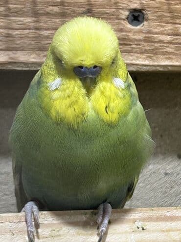 pişik bala: Temiz qan cexler coğu vistifka qarışığı cüte hazır erkek dişiler Bala — 5