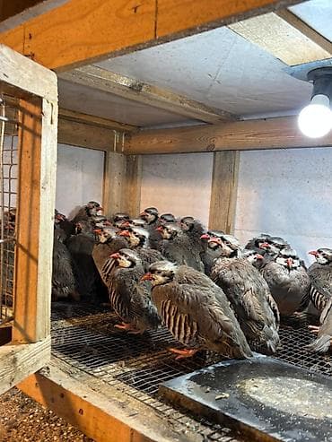 qu qusu sekilleri: Məhsul: Dağ kekliyi (Alectoris chukar) – sürü halında Təsvir: - — 3