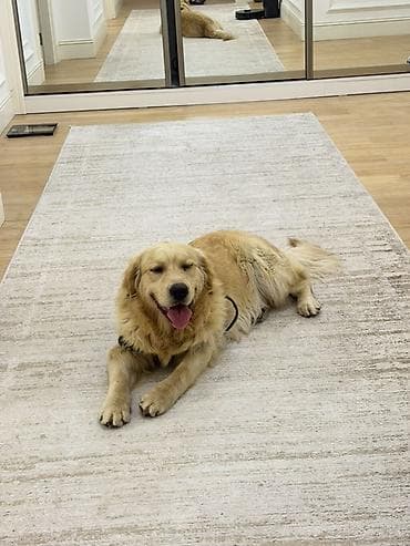 itlerin qidalanmasi: Retriever, 11 ay, Erkek, Peyvəndli, Ünvandan götürmə — 2