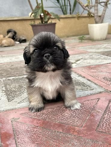 həyət itləri: Pekines — 4