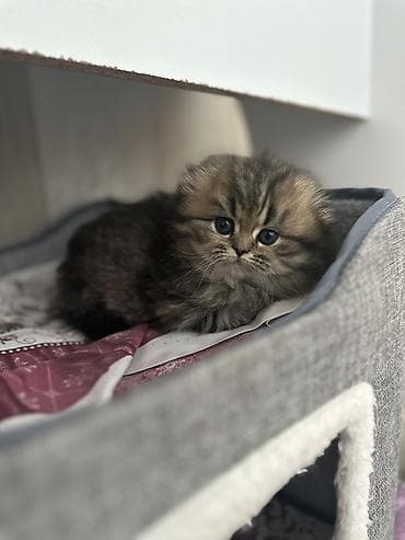 pişik qara: Britan — 3