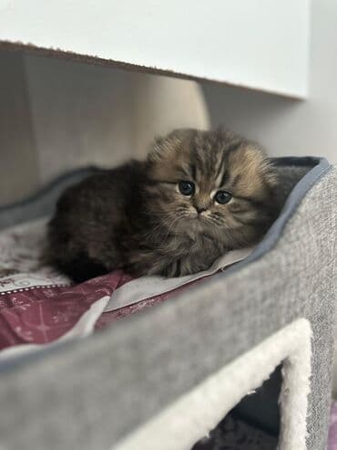 balaca sirin pisikler: Erkək, Dişi, Yaxşı əllərə, Ünvandan götürmə, Pulsuz çatdırılma, Ödənişli çatdırılma — 10