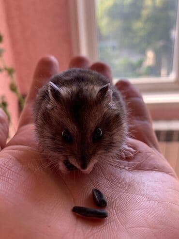 su donuzcuğu: Cırtdan hamster – Dwarf/Roborovski tipli Məhsul təsviri: - Kiçik — 3