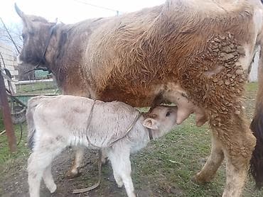 Mor ağqulaq sortu yanibali inəkaltındaki balasi 3-cü balasıdır