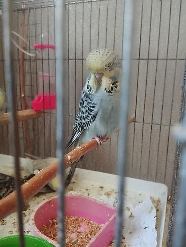 naxcivan heyvan elanlari: Jumbolar satilir,2 aylig balalardi biri mayadi 3 Erkey,qiymətlər — 4