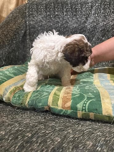 Pudel, 1 ay, Dişi — 9