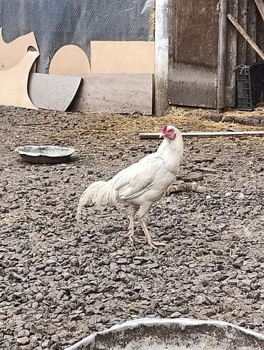 Keçilər, çəpişlər: Ag bece istiyen buyursun teze banliyir. yapon — 2