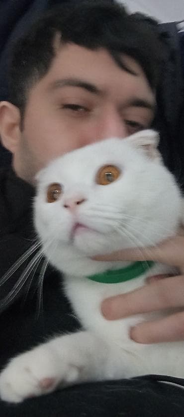 pişik alıram: Şotland yastı qulaq, Erkək — 6