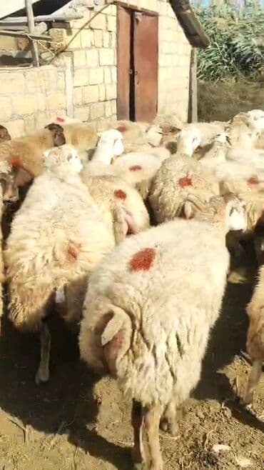 Dişi, il: 1, 50 kq, Damazlıq, Ünvandan götürmə