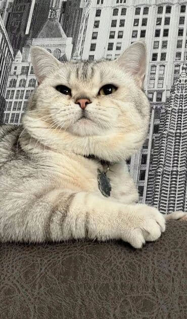 pişik sudu: Tabbi, Yaxşı əllərə — 2