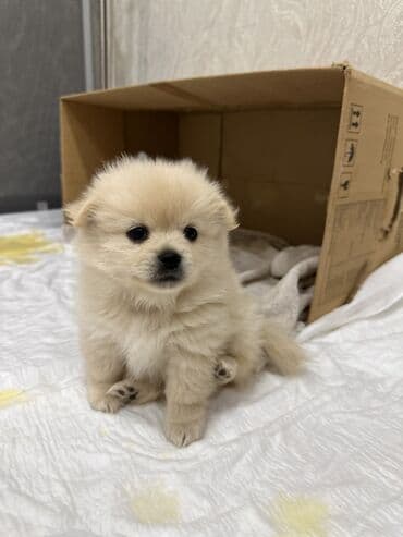 померанский шпиц цена: Шпиц, 1 месяц, Самец — 7