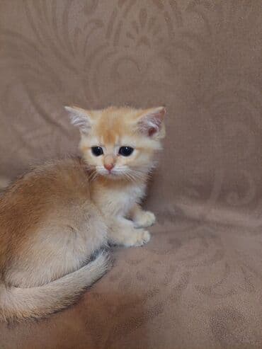купить шотландского котенка: Золотая шиншилла, Самка, В добрые руки, Самовывоз — 6