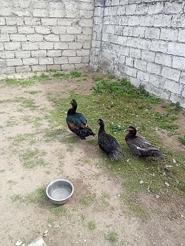 poni at satilir: Üç dışı bir erkey satlir yumurtalayir 25mayalr erkey 40 - Cins — 1