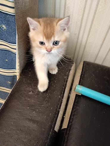 Pişiklər: Britan — 8