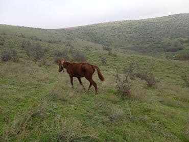 atla eşşəyin cütləşməsi: Qızılqırmızı rəngli at - Növ: at (yüksək dağ-otlaq şəraitinə uyğun) - — 1