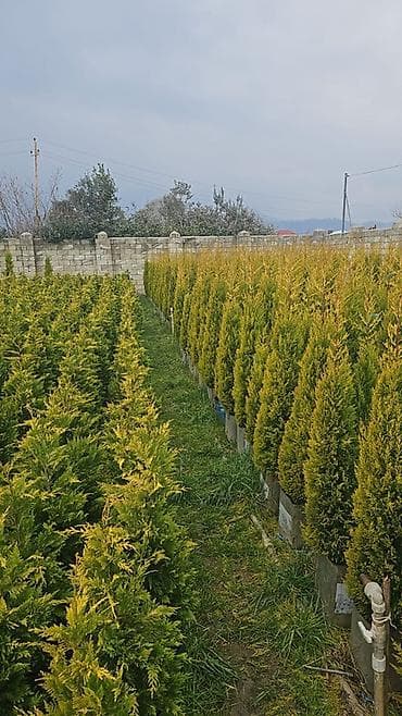 Ucuz qiymete qazon. var. 0Thuja və iynəyarpaqlı dekorativ ağaclar – lalafo.az -da Ucuz qiymete qazon. var. 0Thuja və iynəyarpaqlı dekorativ ağaclar –