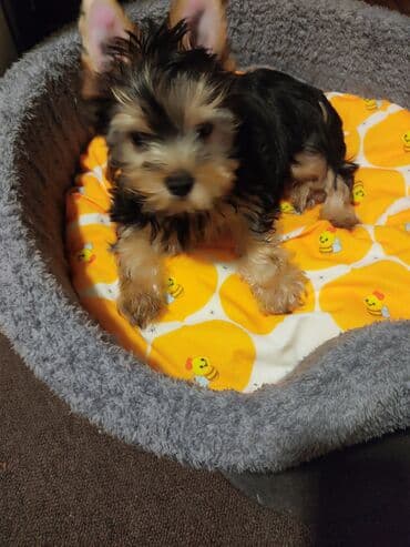 keci balasi satilir: Yorkşir teryer, 3 ay, Erkek, Peyvəndli — 2