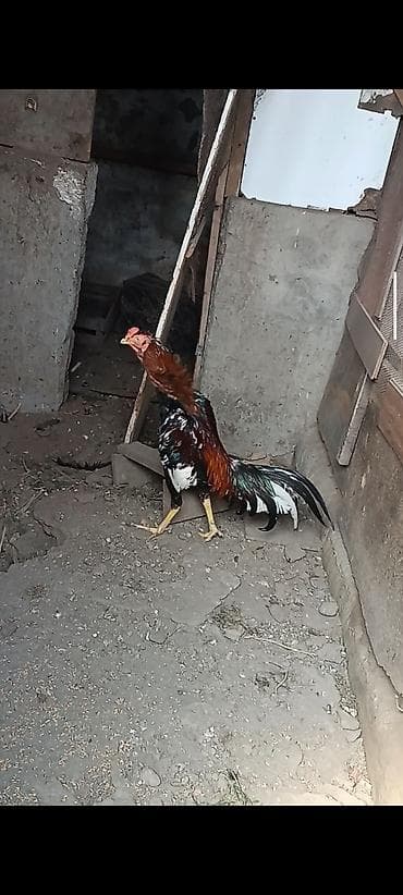 cucə: Super cins heyratilar satilir isimle elaqadar tərgidirem deye hamsini — 2