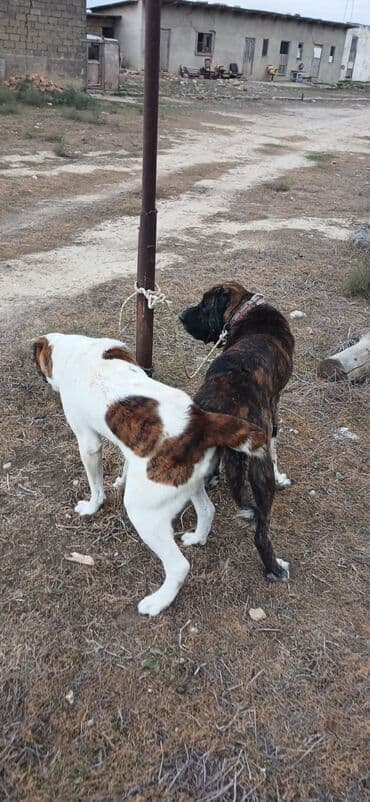 it davası 2020: Qurdbasar, 1 il, Dişi, Peyvəndli, Ödənişli çatdırılma — 1