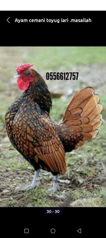 zümrüd ördək: Tek 100 ayam zemani cut 200m .qap — 30